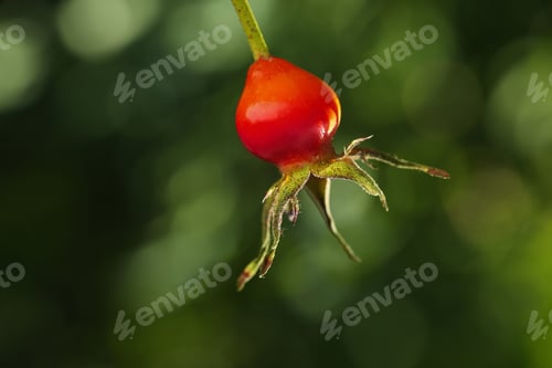 Preview: Ripe rose hip berry outdoors on sunny day, closeup