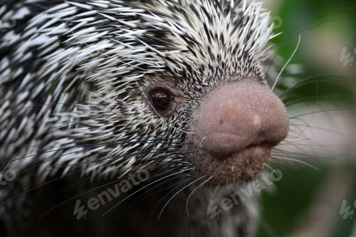 Preview: Brazilian porcupine searching for food on ground, Coendou prehensilis