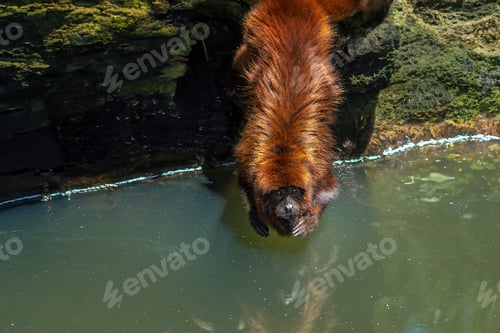 Preview: Brown Howler Monkey (Alouatta guariba)