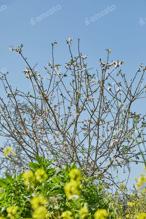 Preview: Blooming almond tree against the background of the spring sky