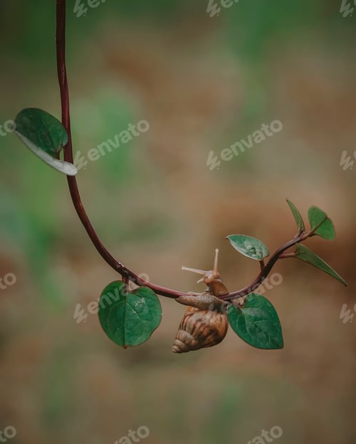 Preview: Snail Resting on a Lush, Green Vine