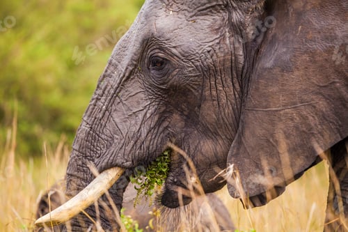 Preview: Big elephant. Kenya National Park. Africa.