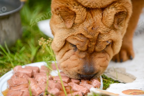 Preview: Closeup of a Shar Pei eating chopped raw meat on a white plate