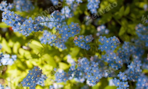 Preview: Forget me not is a genus of herbaceous plants of the Borage family (Boraginaceae