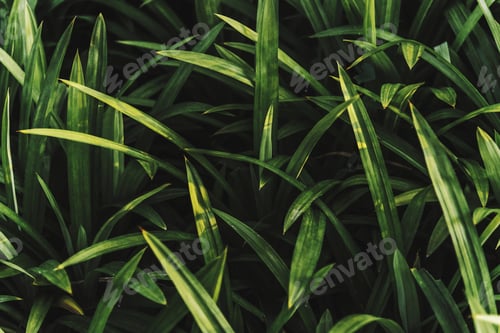 Preview: Close up of fresh green grass
