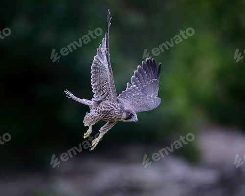 Preview: Peregrine falcon (Falco peregrinus)