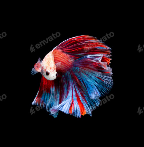 Preview: Betta fish, siamese fighting fish, betta splendens isolated on black background