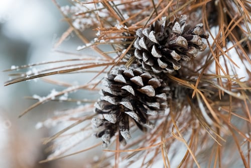 Preview: Fir Cones Under A Heavy Snow In Winter