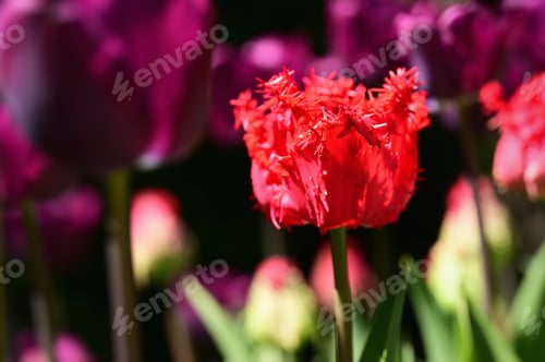 Preview: Detailed close-up shot of vibrant red tulip blooms set against a dark background