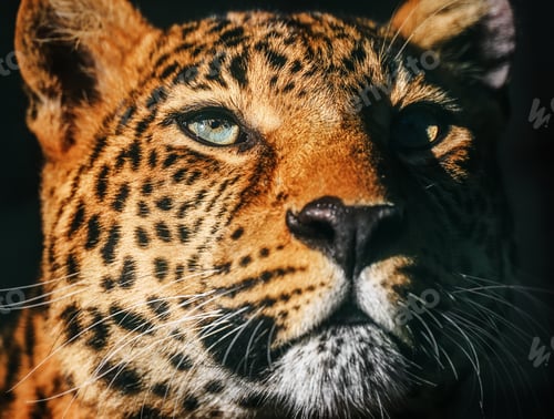Preview: Dramatic portrait of a leopard illuminated by striking light, highlighting its fierce gaze