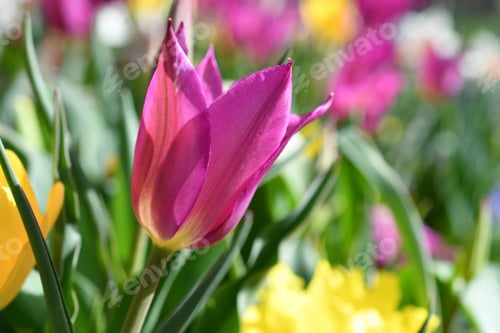 Preview: Bright pink pointed tulip in a flower garden with bokeh background.