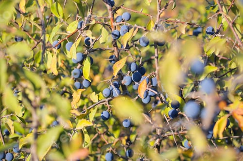 Preview: Thorn Berry Blue Grows In The Mountains