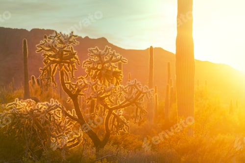 Preview: Cactus