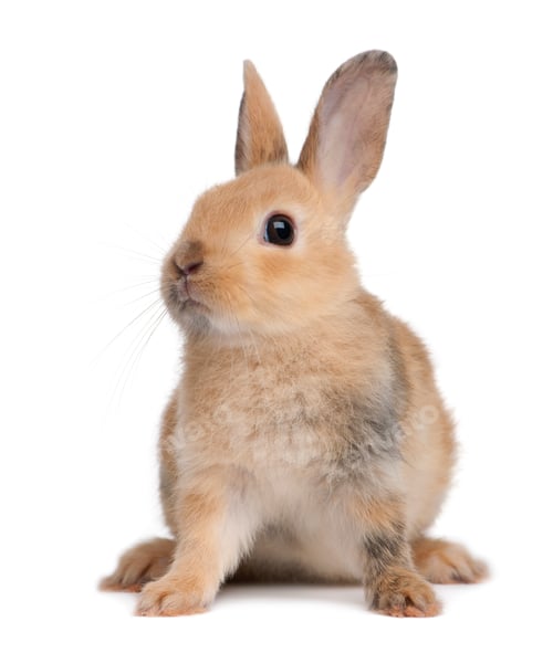 Preview: Portrait of a European Rabbit, Oryctolagus cuniculus, sitting in front of white background