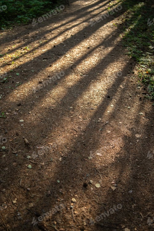 Preview: Pathway covered in leaves and branches under sunlight and tree shadows