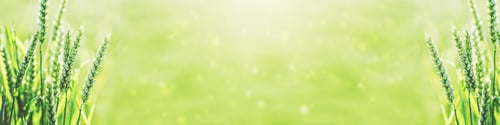 Preview: Macro close up of fresh young ears of young green wheat in spring summer field.