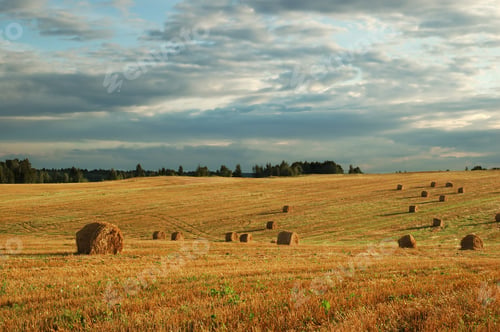 Preview: Hay bales