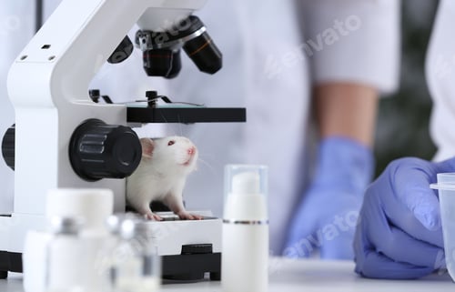 Preview: White rat in chemical laboratory. Animal testing