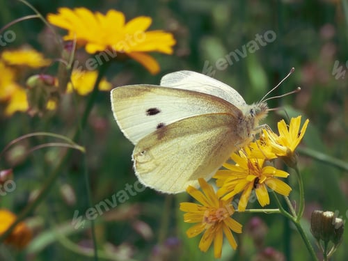 Preview: Closeup shot of a Large white butterfly on a yellow flower in a field under the sunlight