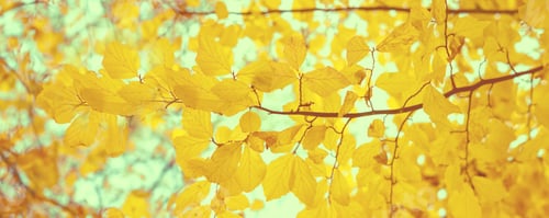 Preview: Very shallow focus branch with autumn beech leaves against the blue sky. Autumn background.