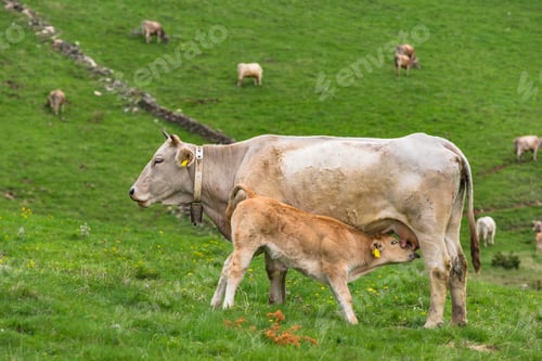 Preview: Farming and pasture in Andorra Pyrenees