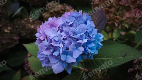 Preview: Violet blue hydrangea on a bush in the park.