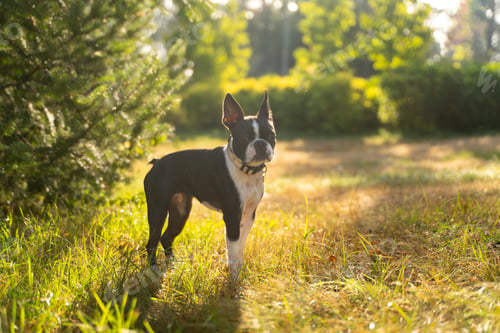 Preview: Boston terrier dog standing on green grass in park
