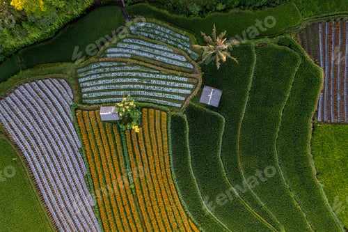 Preview: Top Down texture details of Hut in Marigold Flowers in Sidemen Bali Indonesia