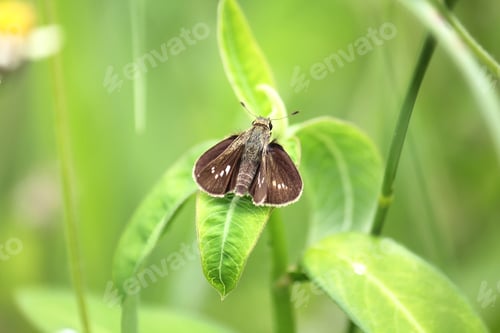 Preview: Caltoris cahira austeni butterfly