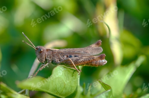 Preview: grasshopper on leaf