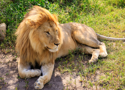Preview: A Best wildlife tours in the world