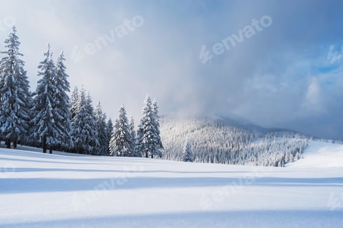 Preview: Christmas landscape with spruce in the mountains