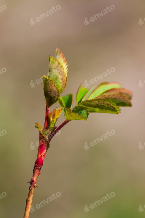 Preview: Vertical closeup of leaves on a branch under the sunlight in Villeneuve in Switzerland