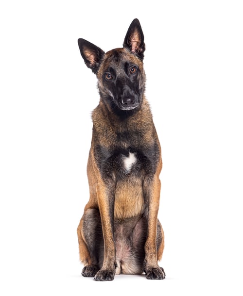 Preview: Old Malinois dog starting to turn grey, isolated on white