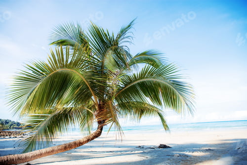 Preview: Coconut tree on sand beach