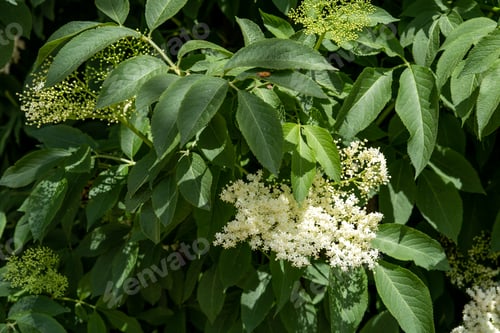 Preview: A wild elderflower bush in bloom