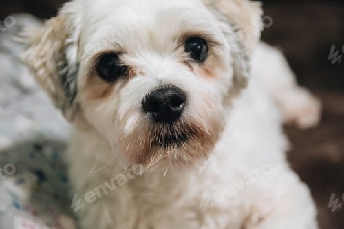 Preview: close up of white pet dog at home on couch