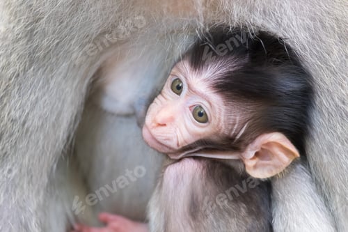 Preview: Baby monkey hiding and sucking mother's chest