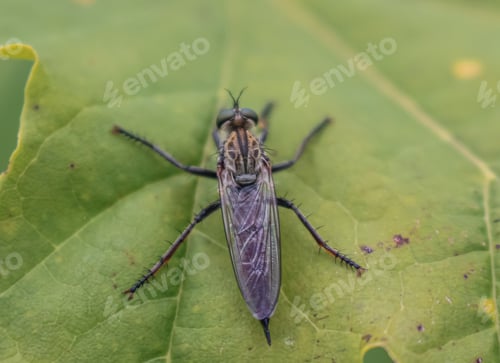 Preview: Bug fly resting