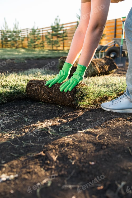 Preview: Close up woman laying sod for new garden lawn - turf laying concept