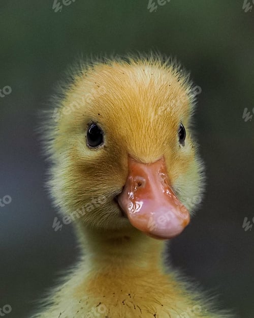 Preview: close up duckling