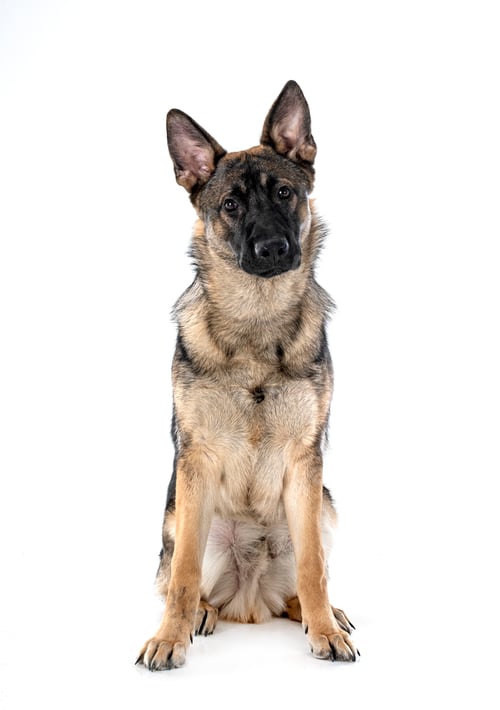 Preview: young german shepherd