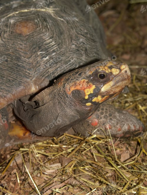 Preview: Facial closeup on a captive Red-footed tortoise , Geochelone carbonaria