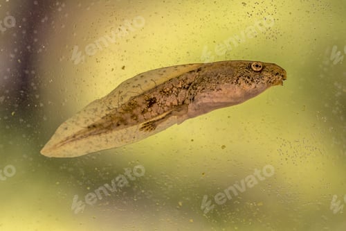 Preview: Swimming Tadpole of Phelophylax frog with green background