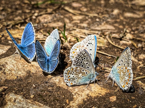 Preview: Two different species of butterflies - green-underside blue and Adonis blue on the ground