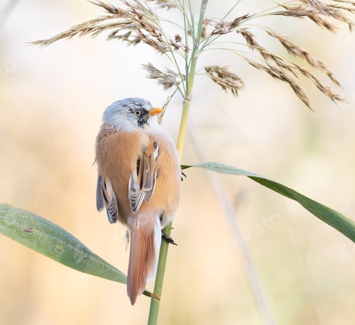 Preview: Bearded reedling, Panurus biarmicus. A male bird sits on a reed stalk on a riverbank