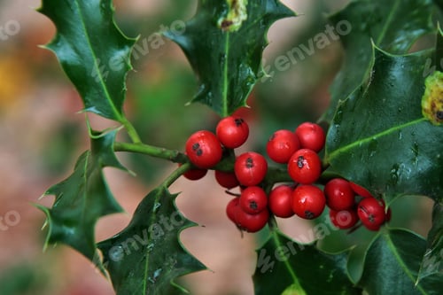 Preview: Closeup shot of red holly berries on a blurred background in the Netherland