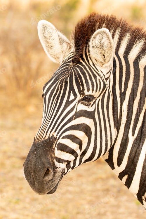 Preview: Zebra, Equus quagga, Close-up portrait of a Plains Zebra's head and neck.