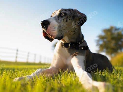 Preview: Low angle view of dog lying on grass in countryside