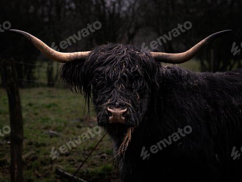 Preview: Portrait of a buffalo on a farm field during the rain with a blurry background